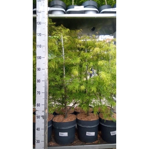 Acer palmatum 'Dissectum'