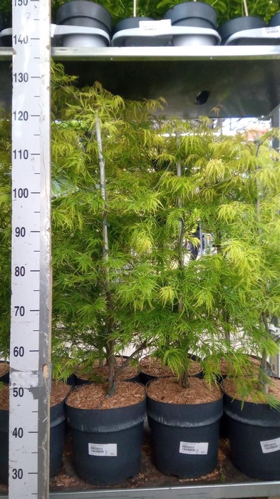 <h4>Acer palmatum 'Dissectum'</h4>