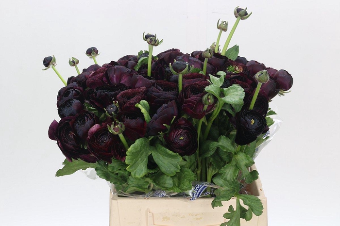 <h4>Ranunculus Clooney Nerone Extra</h4>