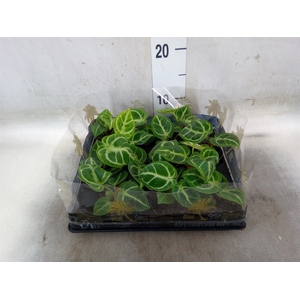 Anthurium   ...