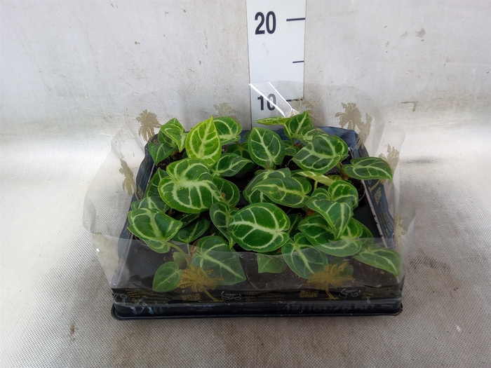 <h4>Anthurium   ...</h4>