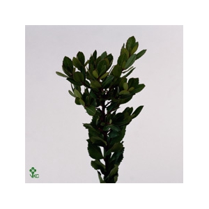 Arbutus Spray