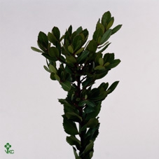 <h4>Arbutus Spray</h4>