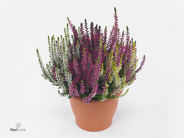 Calluna vulg. 'Garden G Quattro'