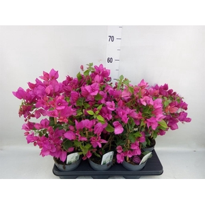 Bougainvillea  'Sanderiana'