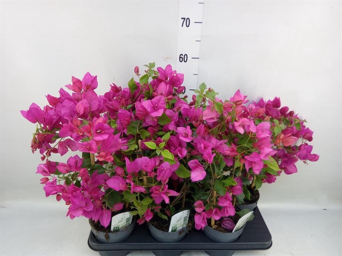 <h4>Bougainvillea  'Sanderiana'</h4>