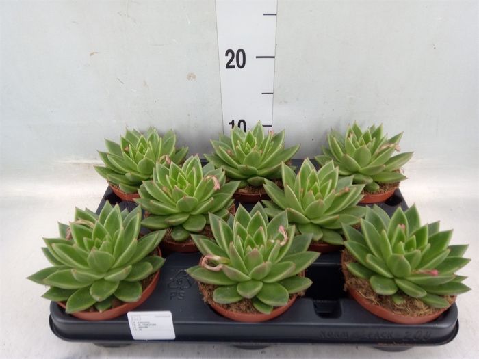 <h4>Echeveria  'Miranda'</h4>