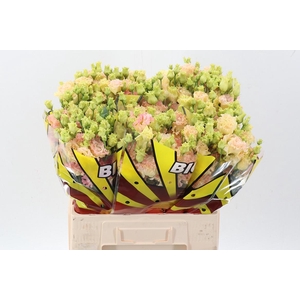 Eus G Alissa Champag