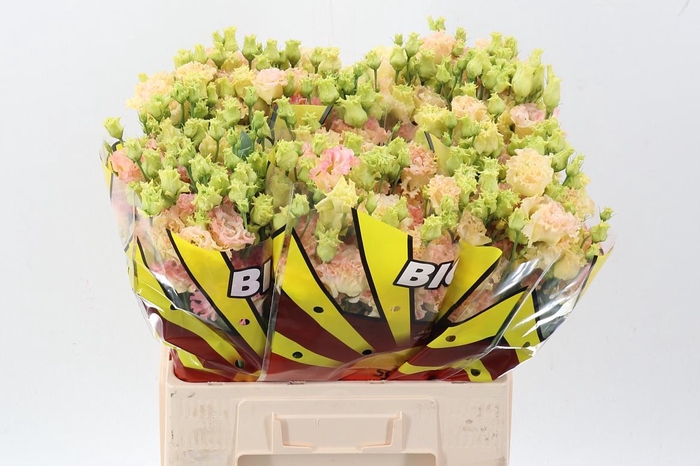 <h4>Eus G Alissa Champag</h4>