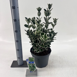 Euonymus japonicus Kathy