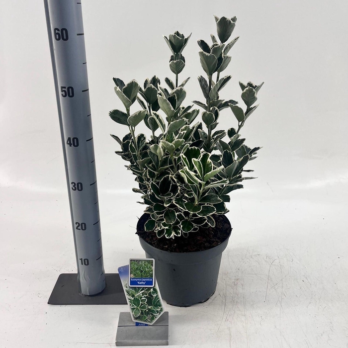 <h4>Euonymus japonicus Kathy</h4>
