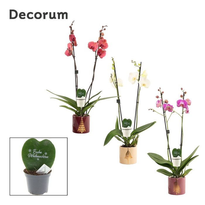 <h4>Phalaenopsis 2 tak 16+ mix in Manon met Hoya Kerrii Frohe Weihna</h4>