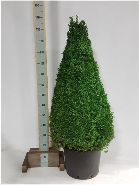 Buxu Sempervirens Piramide