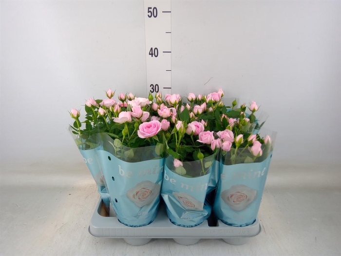 <h4>Rosa  'Baby Jewel'</h4>