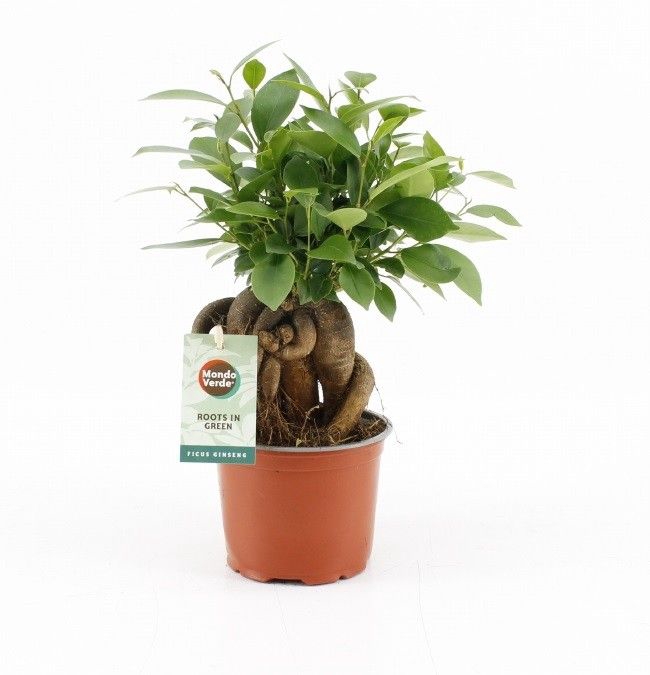 <h4>Ficus Mi Retusa</h4>