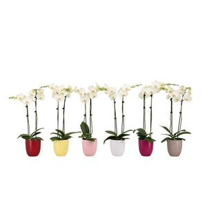 Hugo Paradise Mix Phal Wit 2T14+