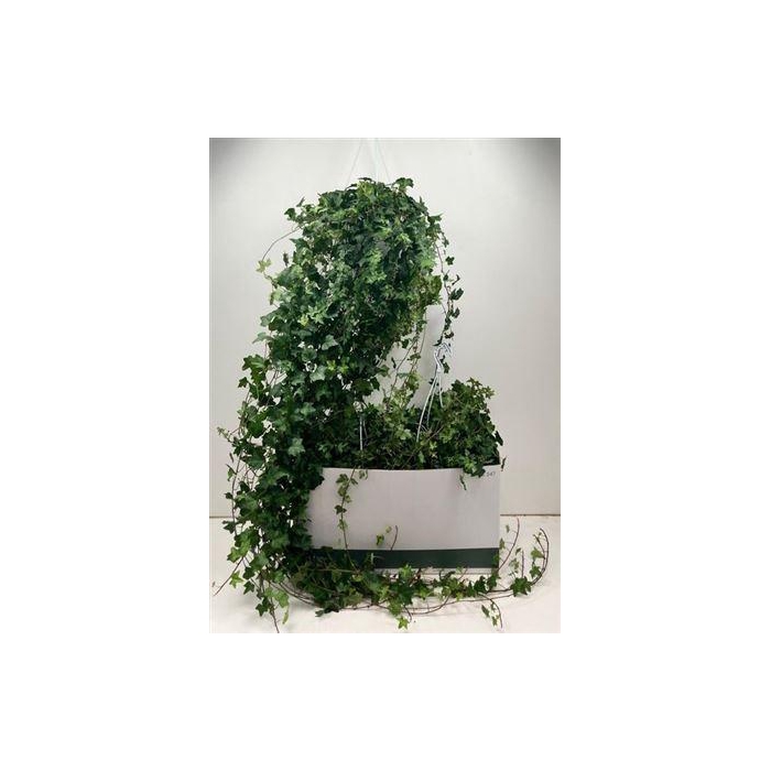 <h4>Hed He Pittsburgh</h4>