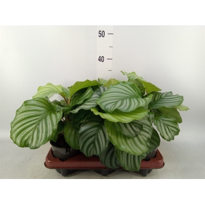 Calathea orbifolia
