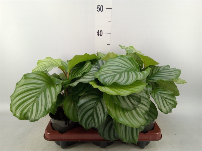 <h4>Calathea orbifolia</h4>