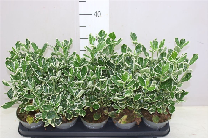 <h4>Euonymus Jap Kathy</h4>