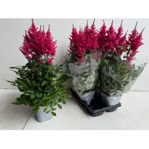 Astilbe Arendsii Drum and Bass 14Ø 65cm