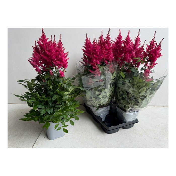 <h4>Astilbe Arendsii Drum and Bass 14Ø 65cm</h4>
