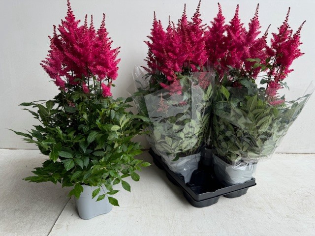 Astilbe Arendsii Drum and Bass 14Ø 65cm