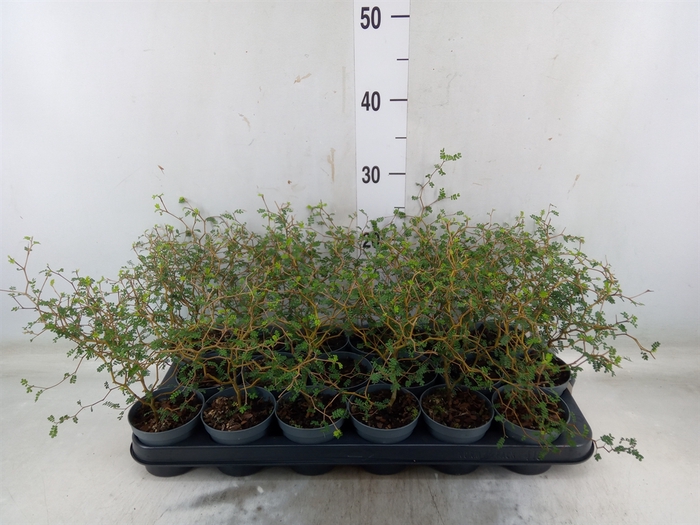 <h4>Sophora prostrata 'Little Baby'</h4>