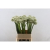 Allium White Giant