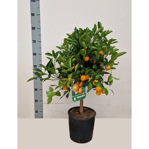CITR MICROCARPA