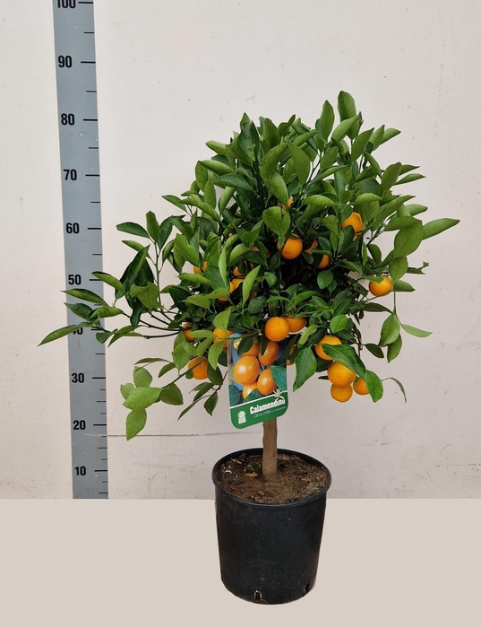 <h4>CITR MICROCARPA</h4>