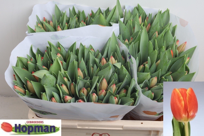 <h4>TU EN AD REM</h4>