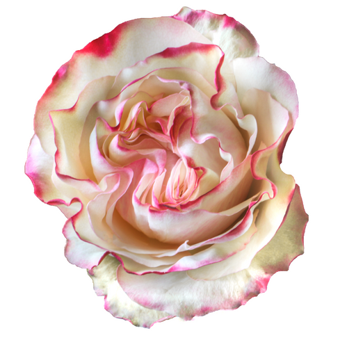 <h4>R Gr Country Secret Bicolor Pink 50cm EC</h4>