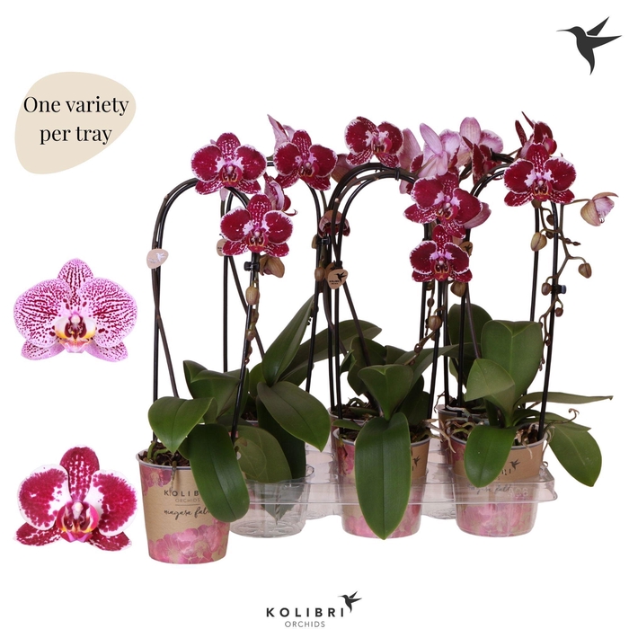 <h4>Kolibri OrchidsPhalaenopsis Cascade Niagara Fall spotty 1 spike</h4>