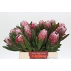 Protea Pink Ice
