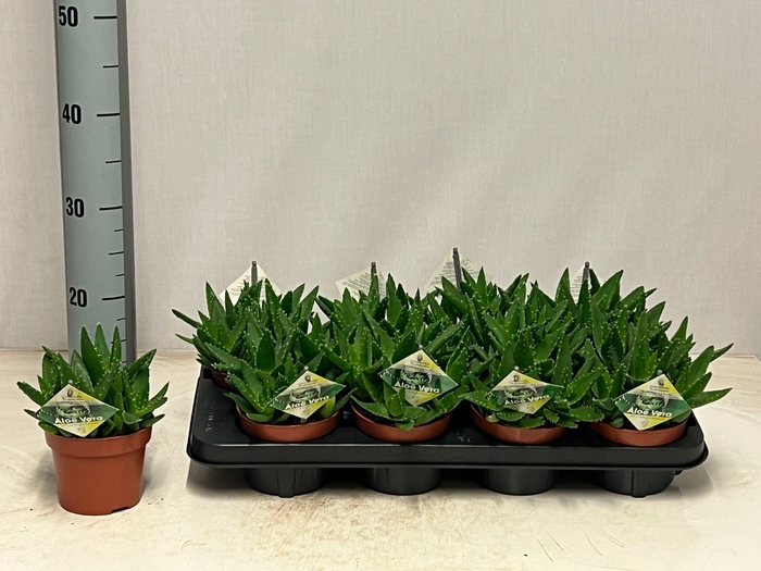 <h4>ALOE PERFOLIATA</h4>