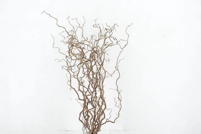 <h4>CORYL AV CONTORTA</h4>