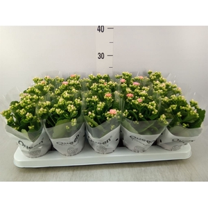 Kalanchoe  'Rose Flowers Audrey'