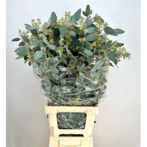 EUCA POPULUS GRAIN EXTRA SUPRA*