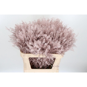 Lepidium Kl Bh Champagne