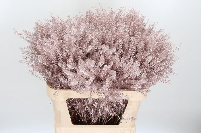 <h4>Lepidium Kl Bh Champagne</h4>