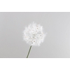 Dandelion Cream LV330112CRM