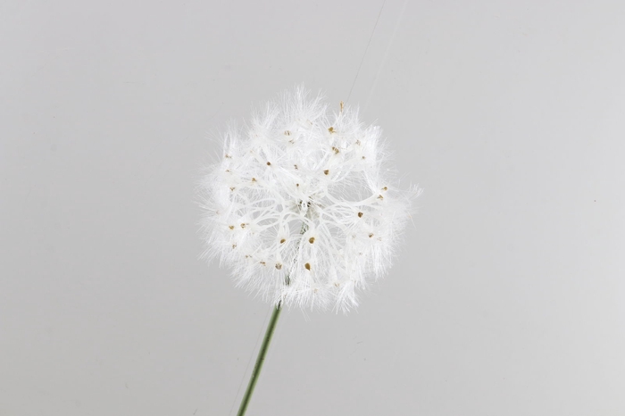 Dandelion Cream