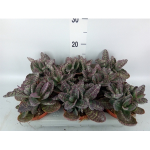 Kalanchoe NF marmorata 'Partridge'