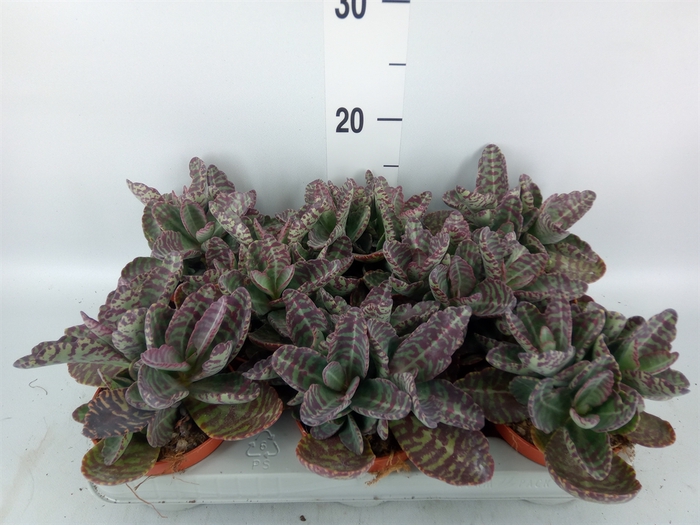 <h4>Kalanchoe NF marmorata 'Partridge'</h4>