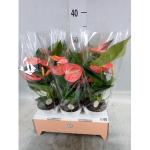Anthurium andr. 'Livium Orange'