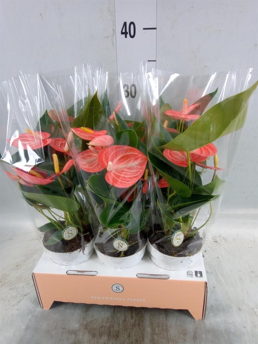 <h4>Anthurium andr. 'Livium Orange'</h4>