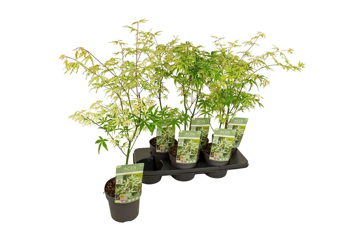 <h4>ACER PA UKIGUMO</h4>