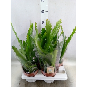 Epiphyllum anguliger