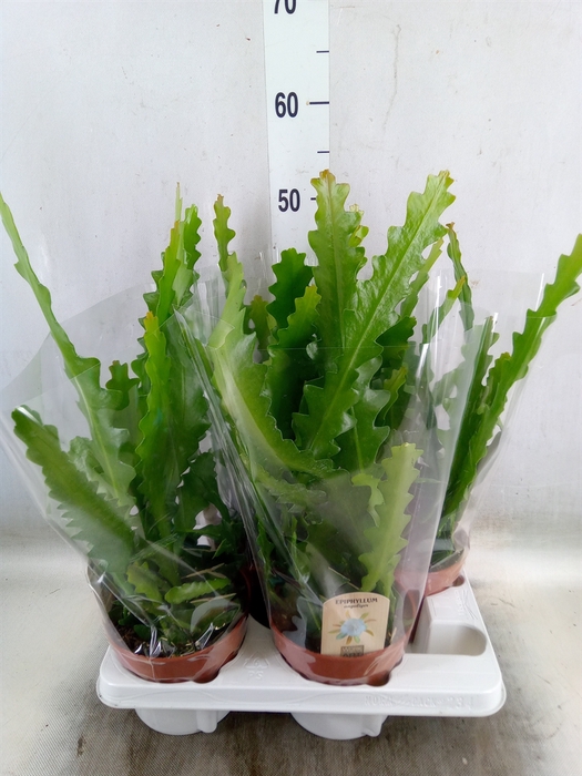 <h4>Epiphyllum anguliger</h4>